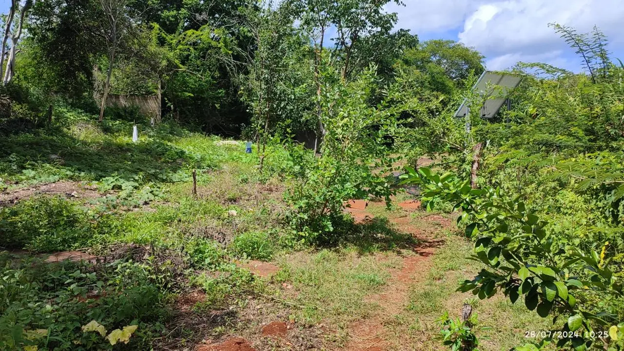 Recorrido por la milpa maya de la escuela