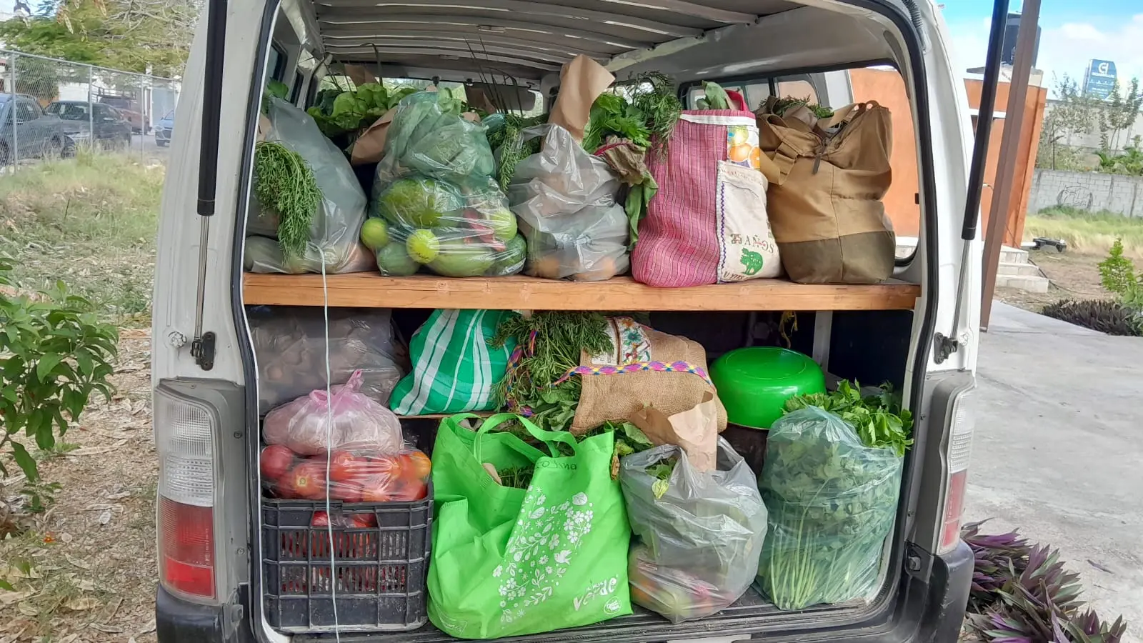 Cosecha agroecológica del huerto y la milpa