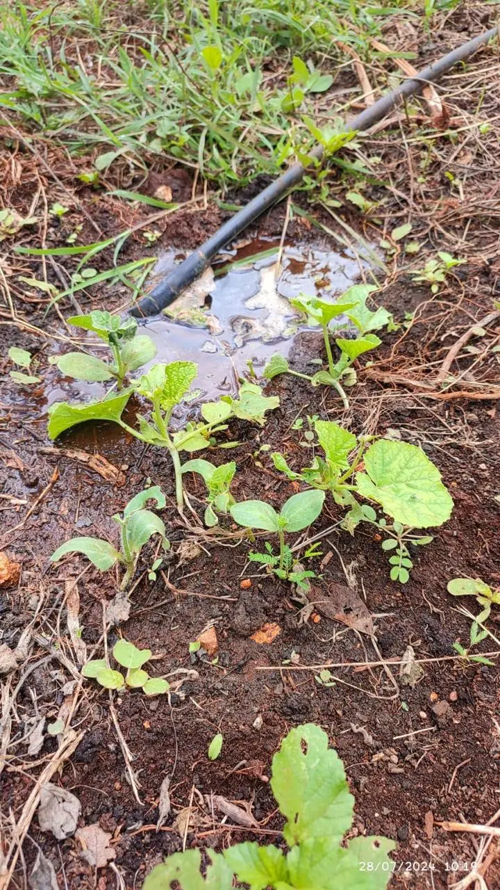 Riego por goteo de plántulas en el huerto agroecológico